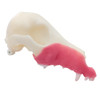 Norah – REPLACEMENT – Right Maxilla