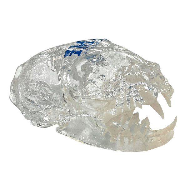 Feline Skull Model - Clear