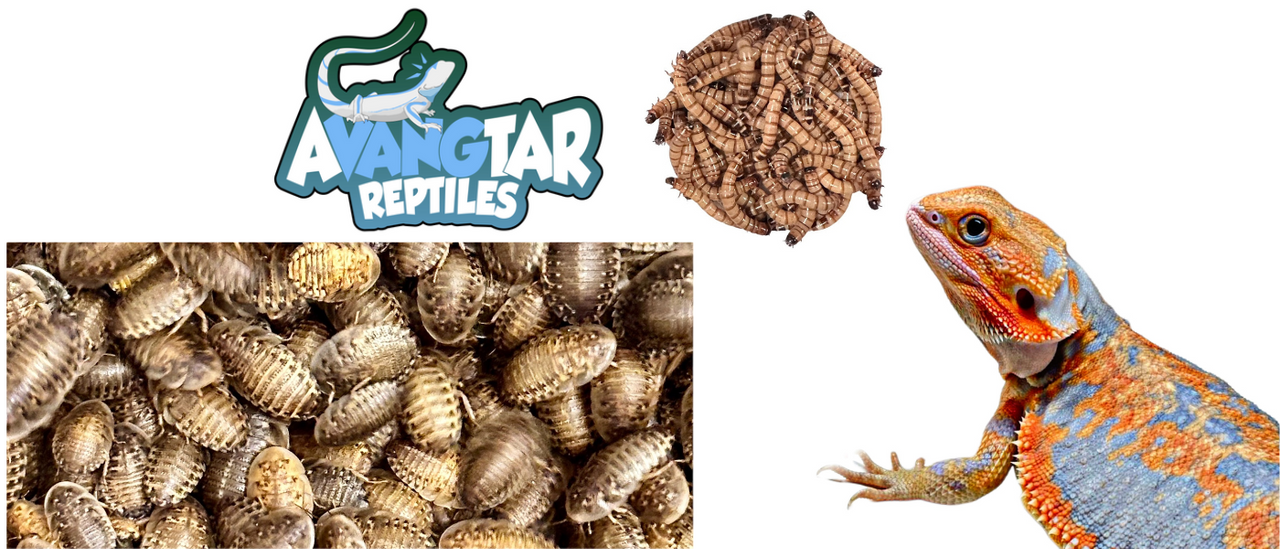 Live Crickets Pet Reptile Feeders – Small, Medium & Large Bearded Dragon  Food - Shop Bugz