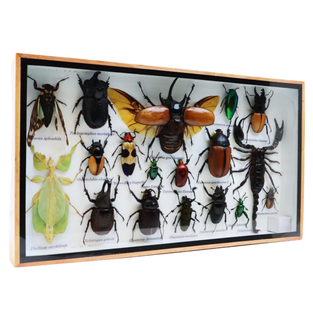 5 Horn Rhino Beetle & Mixed Specimens | Professional Insect Display