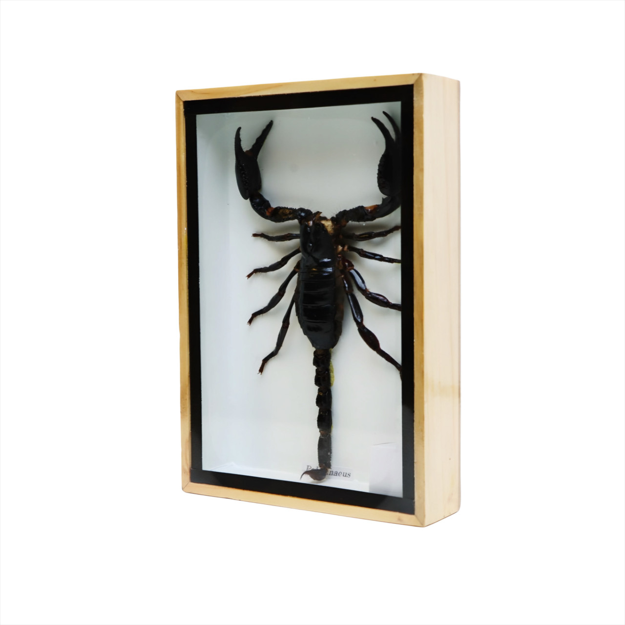 Framed Scorpion Specimen, 5×6 in