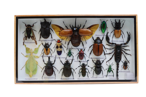 アンティークチルタ-ンハグミ-ベア Taxidermy Insects - Large Frame Horizontal 14