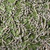 Medium Silkworms (Bombyx mori) – Raised on Mulberry Leaves – Includes 1-Week Leaf Supply | Premium Feeder Insects for Reptiles & Birds