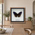Framed Striped Blue Crow butterfly – Euploea mulciber – 5×5 in displayed in a natural interior setting