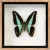 Framed Common Bluebottle butterfly – Graphium sarpedon – 5×5 in