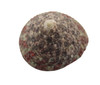 Trochus Radiatus Seashells