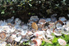 Assorted Broken Shells Mix