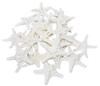 White Armoured Starfish