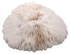 Mushroom Coral