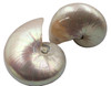 Pearlized Nautilus Seashell 