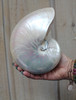 Pearlized Nautilus Seashell 