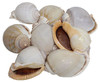 Phalium Glauca Seashell