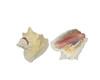 Pink Conch  Edged With Slit 