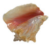 Pink Conch  Edged With Slit 