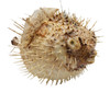 Porcupine Fish