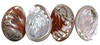 Polished Red Abalone - Large