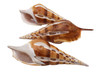 Tibia Seashell-Six Cut 