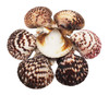 Assorted Pectens