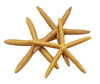 Painted Finger Starfish-Gold