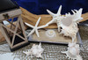 Murex Ramosus Seashells