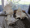 Murex Ramosus Seashells