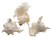 Murex Ramosus Seashells