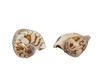 Voluta Noblis