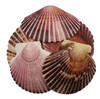 Purple Caribbean Pecten Lacquered