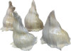 #A Lightning Whelk - Lacquered