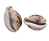 Carved Tiger Cowrie - John 3:16