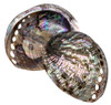 Pol Green Abalone