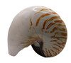 Chambered Nautilus 7½ - 8"