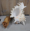 Murex Ramosus 6-7"