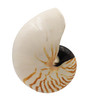 Chambered Nautilus -Limited Inventory