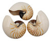 Chambered Nautilus -Limited Inventory