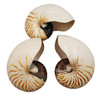 Chambered Nautilus -Limited Inventory