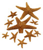 Broken Starfish Assorted Pieces