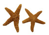 Broken Starfish Assorted Pieces