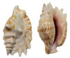 Strombus Sinuatus MD/LG