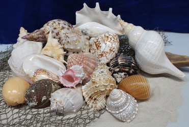 SEASHELLS SEASHELLS