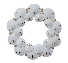 SANDDOLLAR SANDDOLLAR