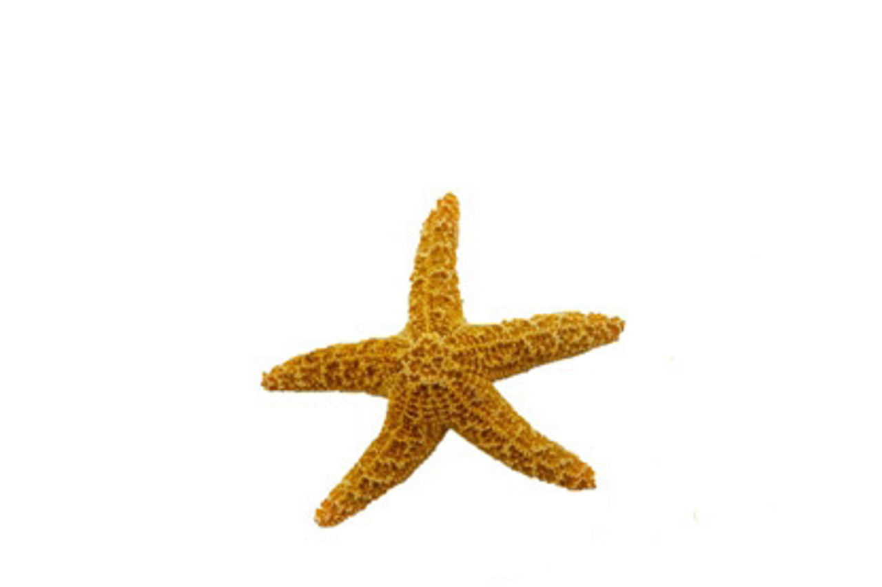 Starfish, 6 White Finger Starfish 3-4