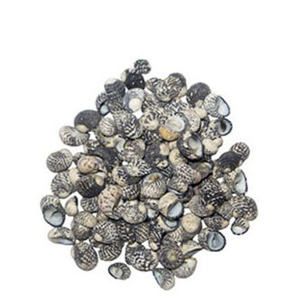 All Products - Seashells - Bulk - Shells by the Pound - Page 1 - www ...