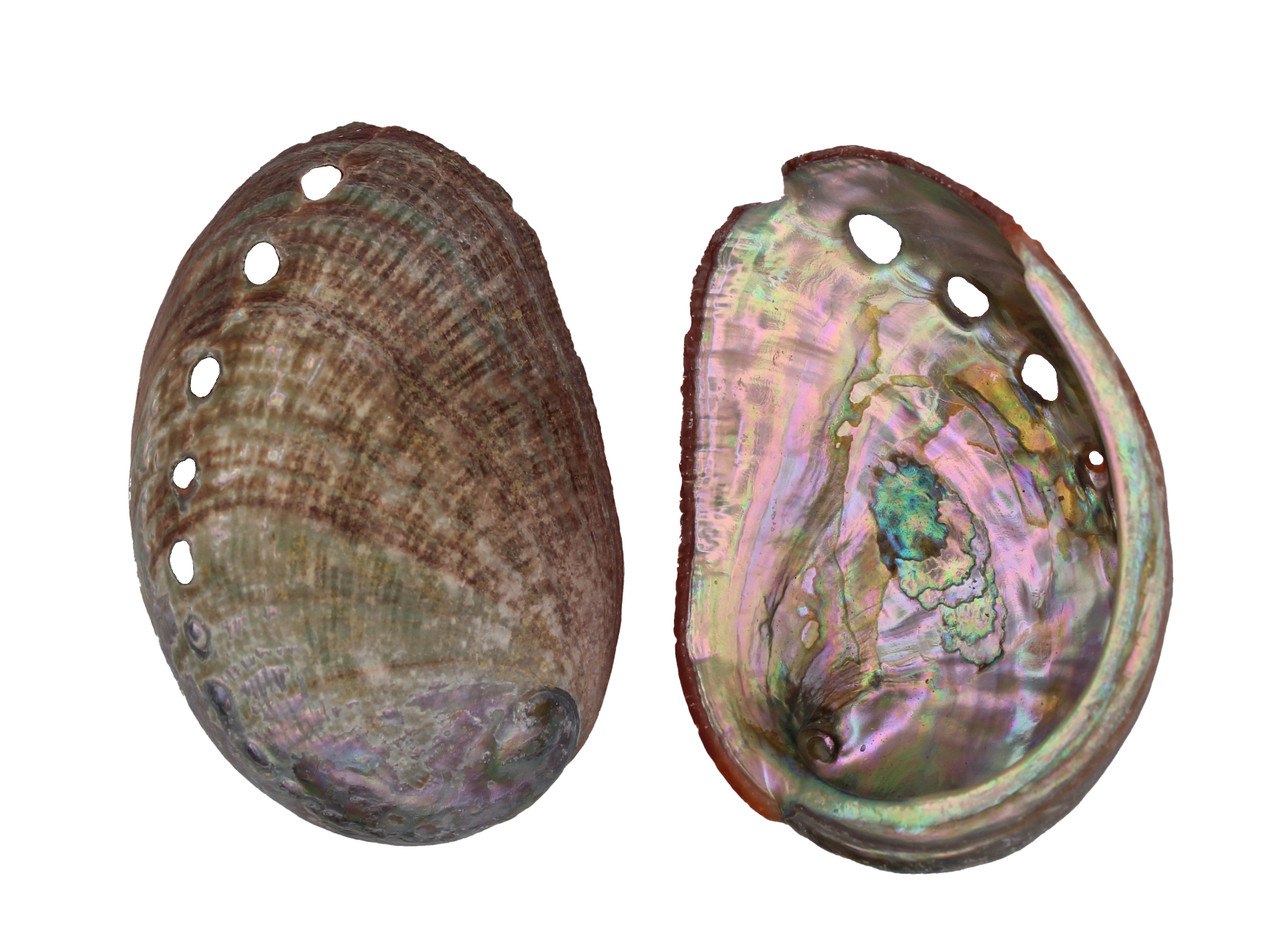 U.S. Shell, Inc. Red Abalone Seashells