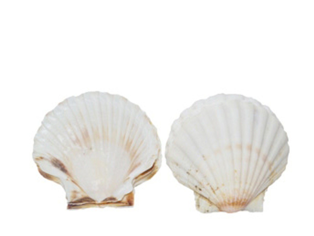 Giant White Irish Scallop Seashell