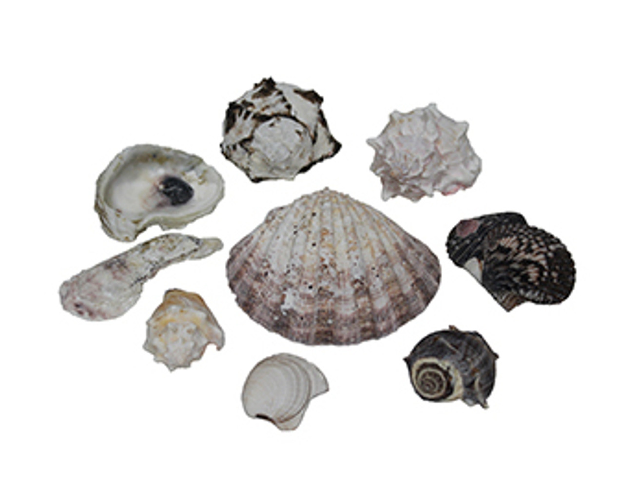 Large Bag Medium/large Size Natural Seashell Variety Lot for -  Canada