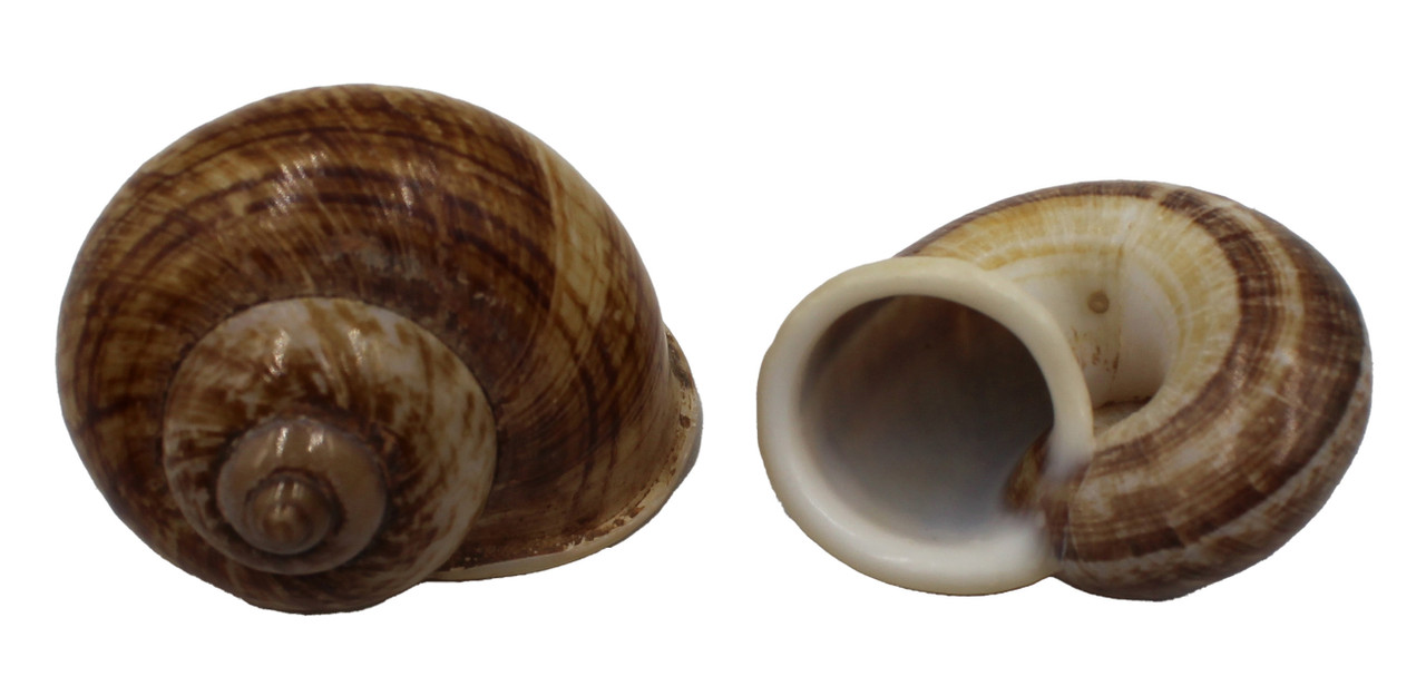 U.S. Shell, Inc.