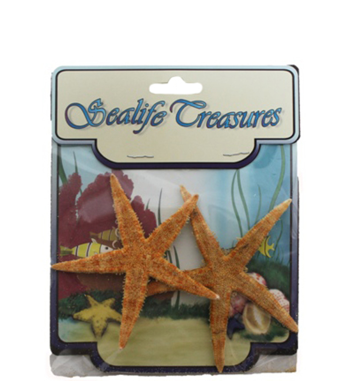 Starfish 2 Real Large Brown Sugar Starfish for Crafts and Decor