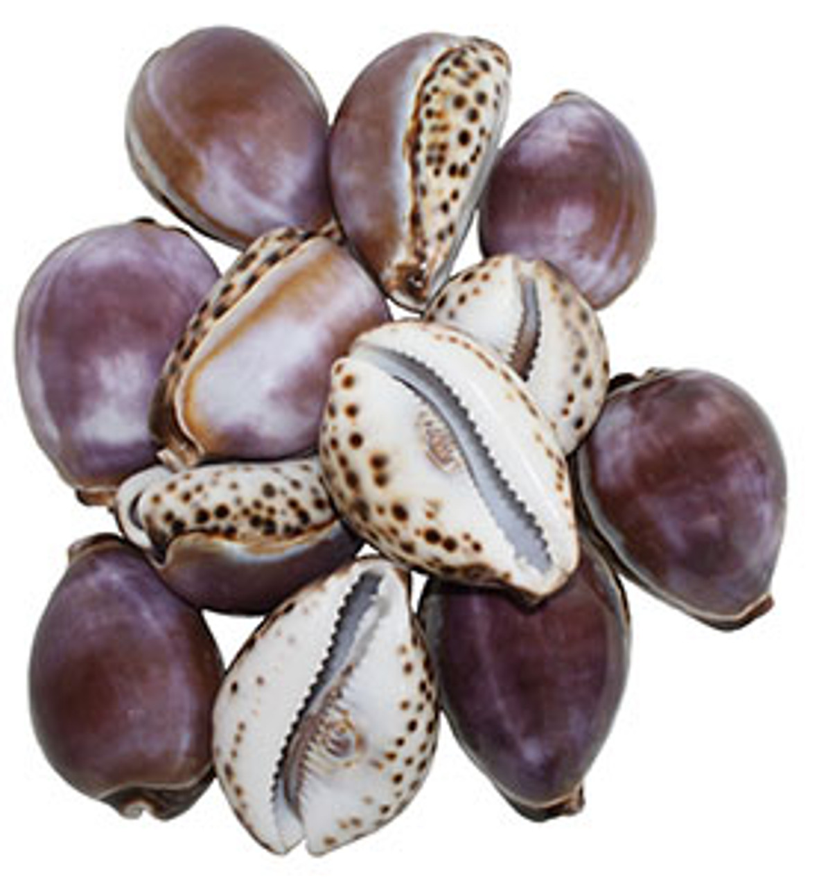 Purple Top Snakehead Cowrie Shells, Cypraea Caputserpentis