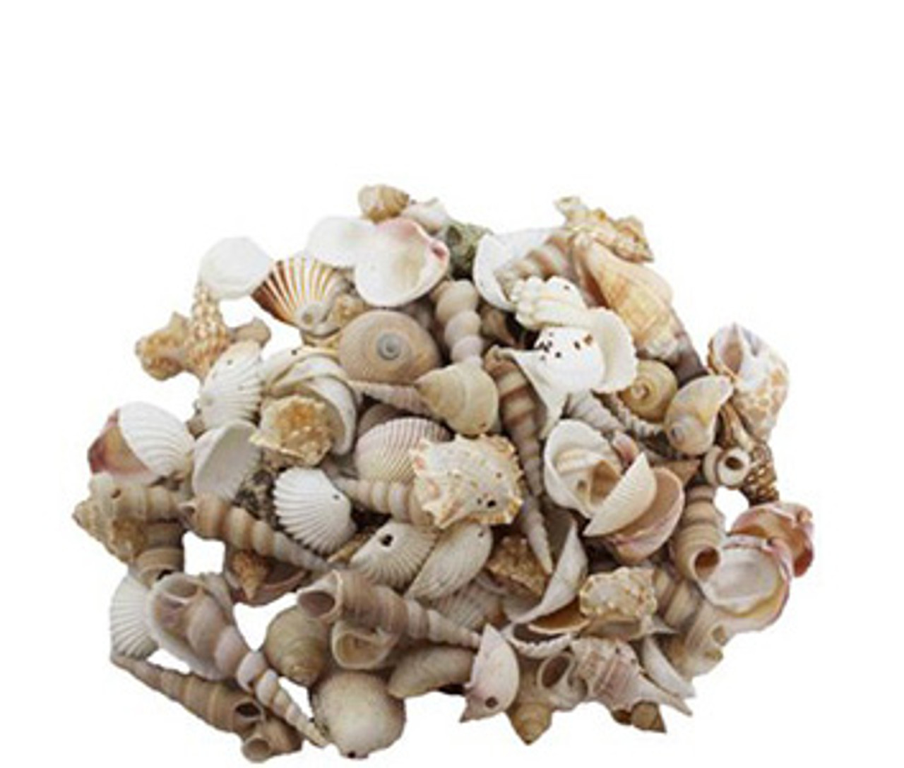 White Shell Mix By The Kilo [Seashells - Natural] – Naturally Wild Australia